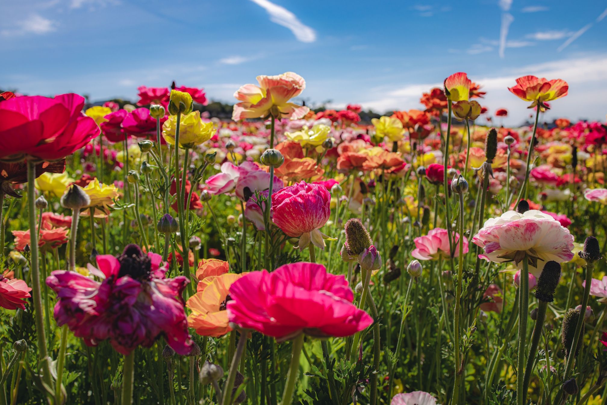 Pause, Rewind and Reset, Simple Steps to Reinvigorate Your Life