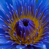 Enlighten Herbal Tincture