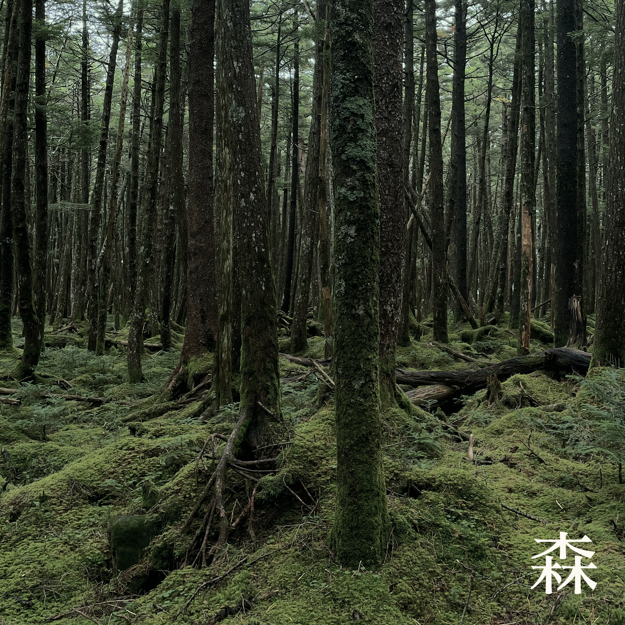 Forest Breath 森 Home Reed Diffuser