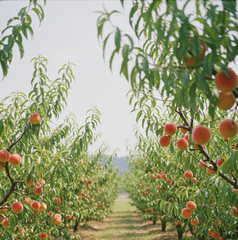 Velvet Embrace 韻 Home Reed Diffuser