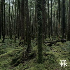 Forest Breath 森: Reed Diffuser Refill (With 8 Reeds)