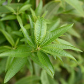 Uplift and Create Herbal Tincture