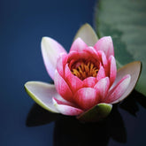 Return to Self Herbal Tincture