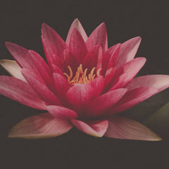 Enlighten Herbal Tincture