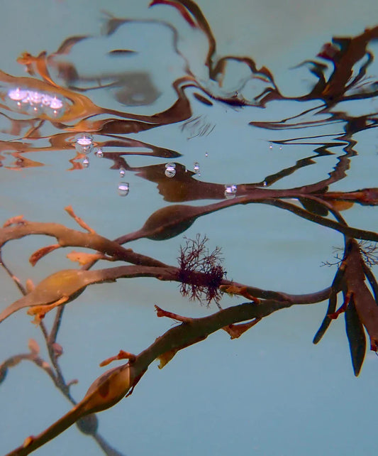 Why is Seaweed the original Superfood?