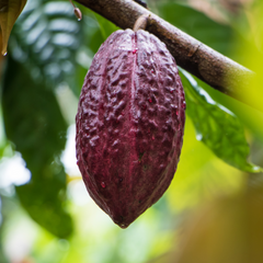 Super Cacao Powder