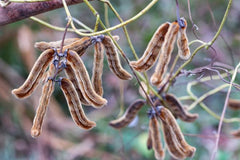 Cloud Nine Ceremonial Cacao Elixir (For Deep Joy)