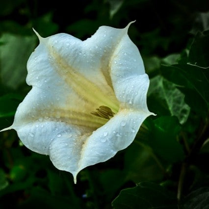 Datura Flower Essence